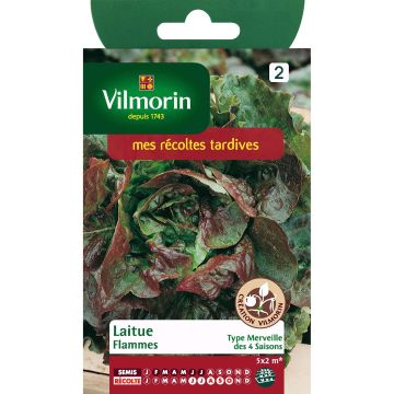 Lettuce Flammes - Vilmorin seeds - Lactuca sativa