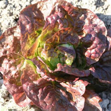 Butterhead Lettuce Capuccio - Ferme de Sainte Marthe seeds