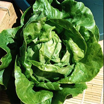 Butterhead Lettuce Appia - Lactuca sativa