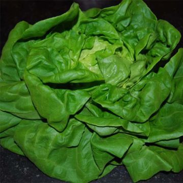 Organic Butterhead Lettuce Reine de Mai - Lactuca sativa