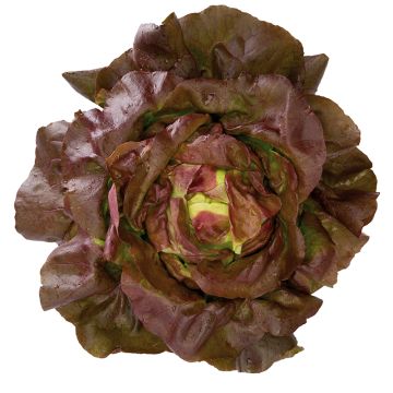 Organic Lettuce Jerrican plants - Lactuca sativa
