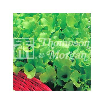 Lettuce Riccia Verde da Taglio - Lactuca sativa