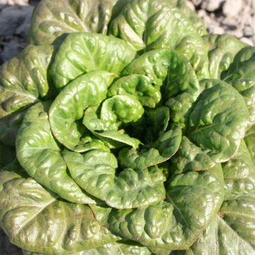 Laitue Romaine Verte Grasse Bio - Ferme de Sainte Marthe