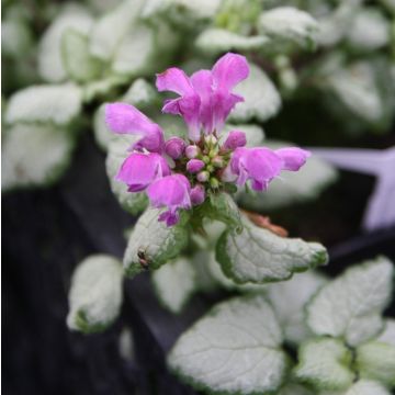 Lamium maculatum Red Nancy - Spotted Deadnettle