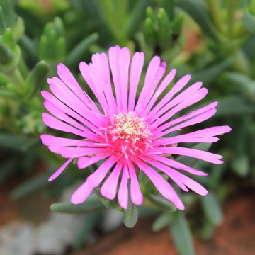 Lampranthus aurantiacus Pink Flowers