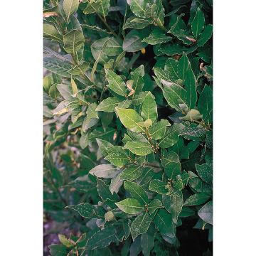 Laurus nobilis Jerusalem - Bay Laurel