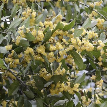 Laurus nobilis - Bay Laurel