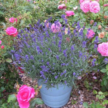 Lavandula angustifolia Bleu de Gien - True Lavender