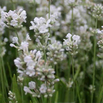 Lavandula angustifolia Arctic Snow - True Lavender