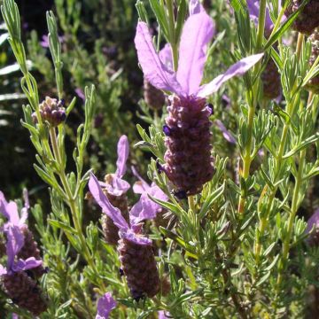 French Lavender Seeds - Lavandula stoechas