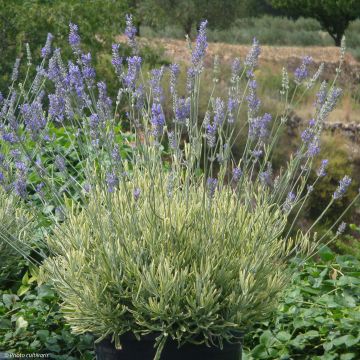 Lavandula intermedia Platinum Blonde - Lavandin