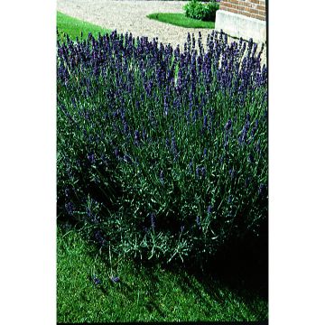 Lavandula vera - angustifolia 