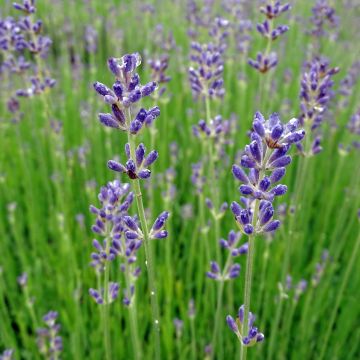 Lavandula angustifolia Dwarf Blue - True Lavender