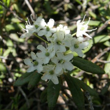 Rhododendron groenlandicum Helma