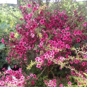 Leptospermum scoparium Wiri Kerry - Tea-tree