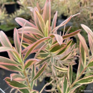 Leucadendron Safari Sunshine - Conebush