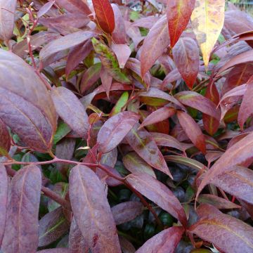 Leucothoe walteri Royal Ruby