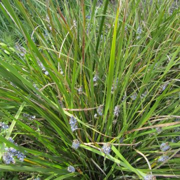 Libertia sessiliflora Caerulescens