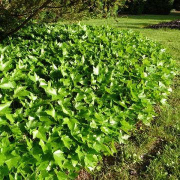 Hedera helix Green Ripple - Common Ivy