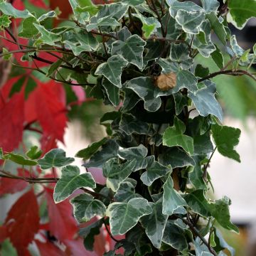 Hedera helix Glacier - Common Ivy