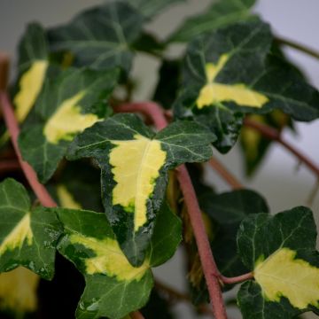 Hedera helix Goldheart - Common Ivy