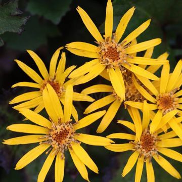 Ligularia dentata Little Golden Ray - Leopard Plant