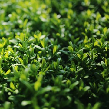 Ligustrum japonicum Green Century - Japanese Privet