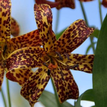 Lilium canadense - Lily