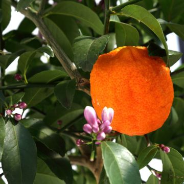 Citrus aurantiifolia Red Lime - Key Lime