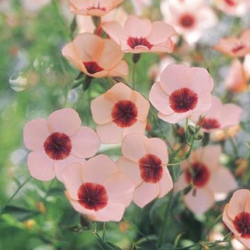 Linum grandiflorum Charmer Salmon - Flax seeds