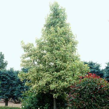 Liquidambar styraciflua Albomarginata Manon - American Sweetgum