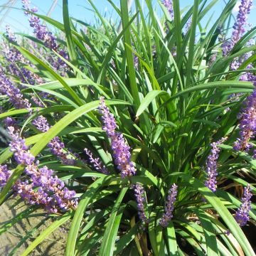 Liriope muscari Super Blue