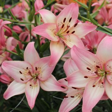 Lilium Rosella's Dream