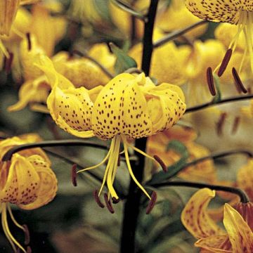 Lilium leichtlinii 