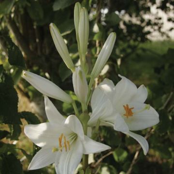 Lilium candidum - Madonna Lily