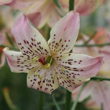 Lilium Corsage - Lily