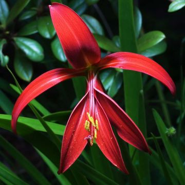 Sprekelia formosissima