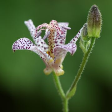 Tricyrtis hirta - Toad Lily