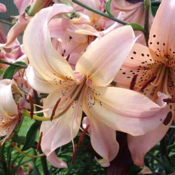 Lilium Pink Flavour - Lily