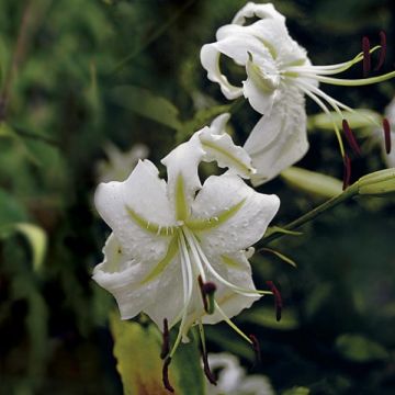 Lilium speciosum var. album