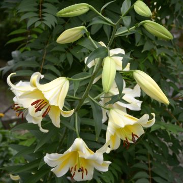 Lilium Honeymoon - Lily
