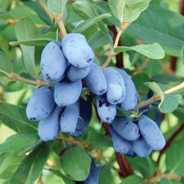 Lonicera caerulea Honey Bee - Honeyberry