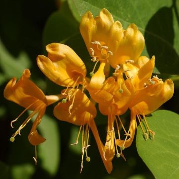 Lonicera x brownii Golden Trumpet (R) Mintrump