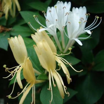 Lonicera japonica Halliana