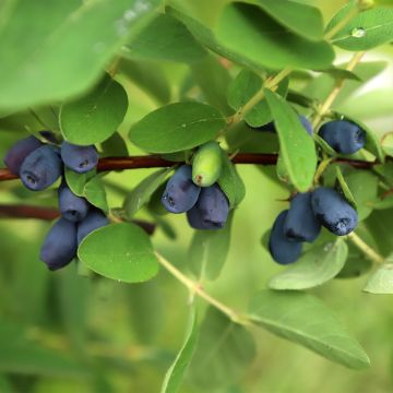 Lonicera caerulea var. kamtschatica Blue Velvet - May Berry