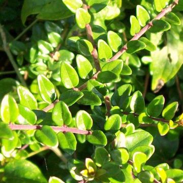 Lonicera nitida - Box Honeysuckle