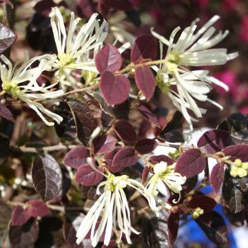 Loropetalum chinense var. rubrum Ruby Snow (Iwai)