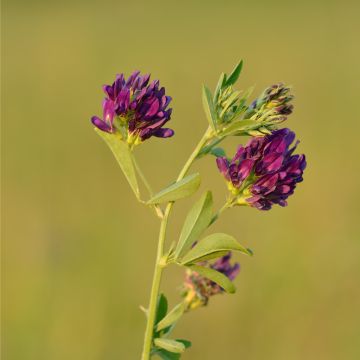 Alfalfa Seeds