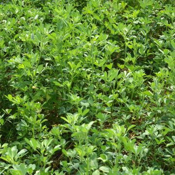 Organic Alfalfa - Green Manure - Ferme de Sainte Marthe seeds