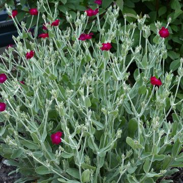 Lychnis coronaria Atrosanguinea